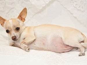 ложная беременность у собак симптомы и лечение