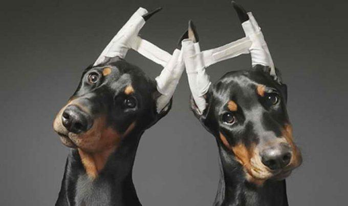 как поставить собаке уши