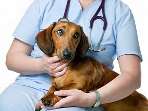 как остановить понос у собаки