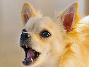 как отучить собаку лаять дома