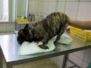 восстановление собаки после удаления межпозвоночной грыжи