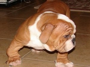 рахит у собаки как лечить