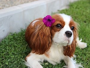 спаниель фото