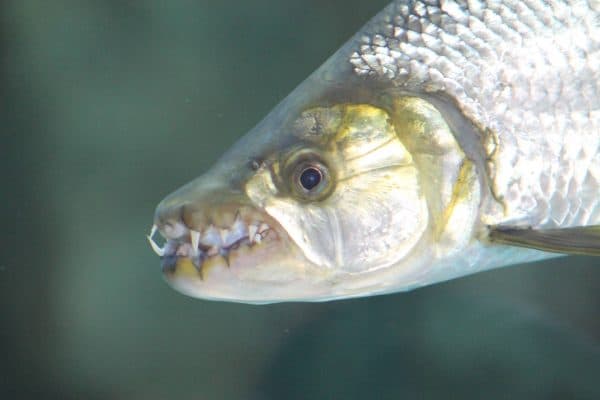 Большая тигровая рыба - старший брат пираньи