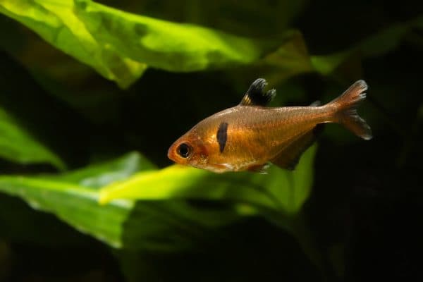 Серпас фото