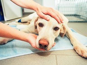 у собаки рвота и кал с кровью