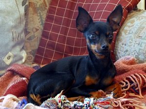 пражский крысарик фото и цена