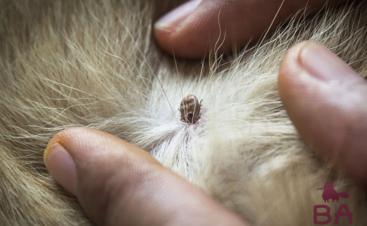 Подкожный клещ у собак