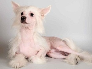 китайская хохлатая собака цена