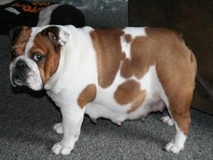 признаки ложной беременности у собак