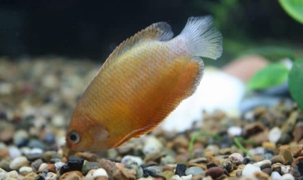 Гурами медовый совместимость с другими аквариумными рыбками