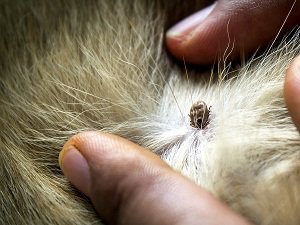 как вытащить клеща у собаки в домашних