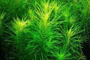 Pogostemon sp. Kimberley