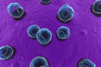 Chlamydia trachomatis