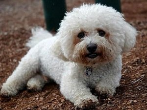 гипоаллергенные породы собак