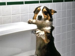 у собаки понос и рвота