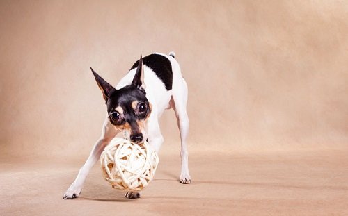 той фокстерьер амертой