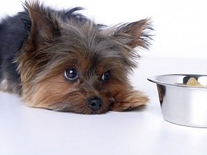 чем можно кормить йоркширского терьера
