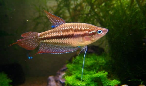 Гурами карликовый описание