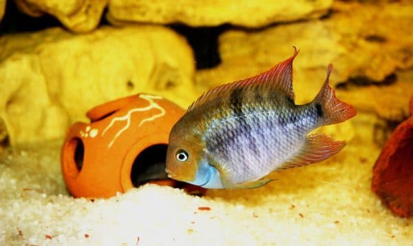 Цихлазома Седжика описание