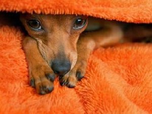 лечение простуды у собак