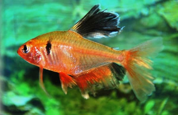 Серпас описание