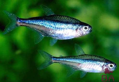 Рыбки неоны