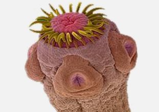 Присоски и крючья свиного цепня