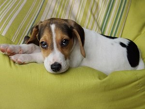 вирусный гепатит у собак