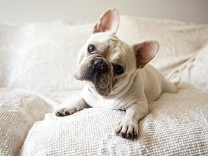 французский бульдог фото