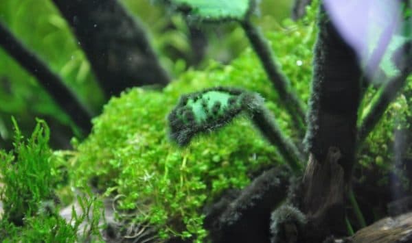 Черная борода характеристика и свойства