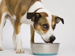 сахарный диабет у собаки