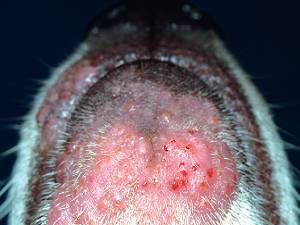 лечение грибка у собак