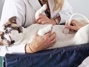 грыжа у собаки на животе