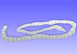 Симптомы ленточных глистов у человека