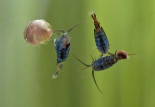 Рачки циклопы - временные хозяева паразита ришты