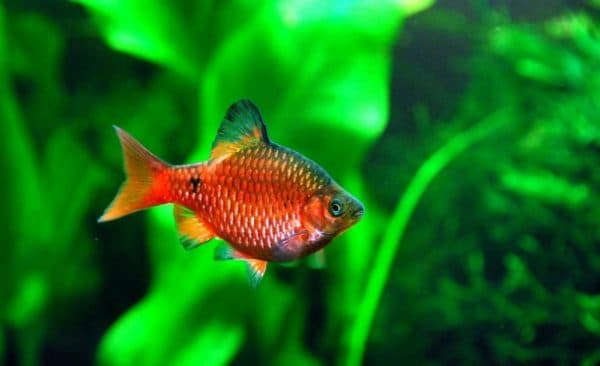 Огненный барбус красивый