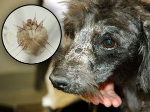 саркоптоз у собак симптомы и лечение фото