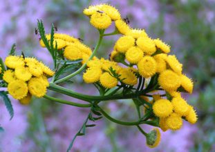 Цветочные корзинки пижмы