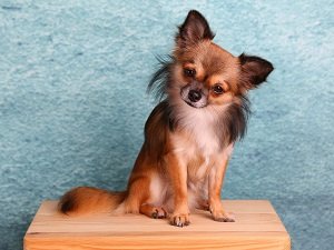 вес чихуахуа по месяцам