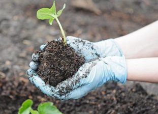 При работе на земле лучше надевать резиновые перчатки, чтобы кожа не контактировала с почвой