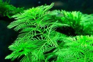 Myriophyllum mattogrossense