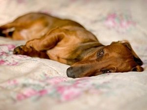 бывает ли у собак токсикоз