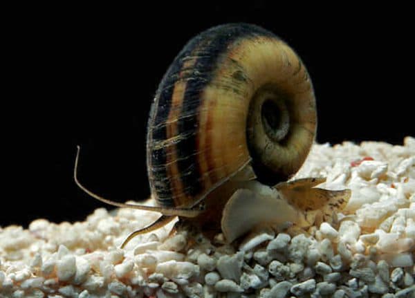 Улитка мариза читайте статью