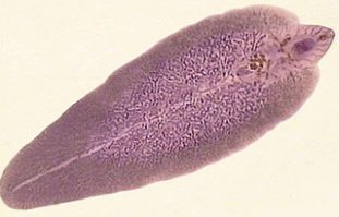 Фото: печеночный сосальщик