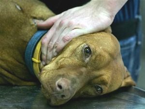 понос с кровью рвота у собаки