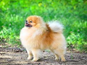 цвергшпиц фото взрослой собаки