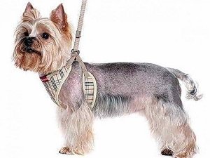 шлейка для собак