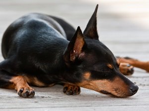 доберман пинчер карликовый купить