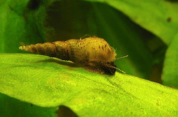 Красивые улитки мелании